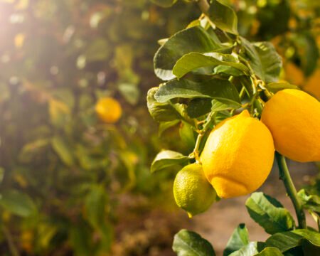 Bunch of fresh ripe lemons on a lemon tree branch in sunny garden.